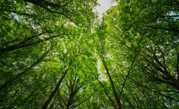 Cime des arbres dans la forêt de Brocéliande