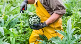 Mains tenant un artichaud dans un champ