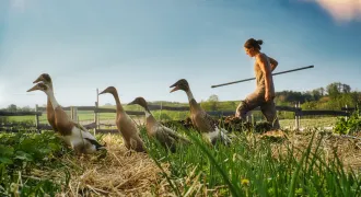 Une personne en Wwoofing dans une ferme