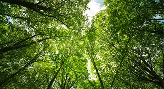 La forêt et le bois en Bretagne