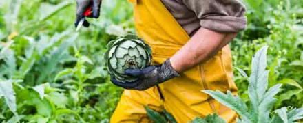 Mains tenant un artichaud dans un champ