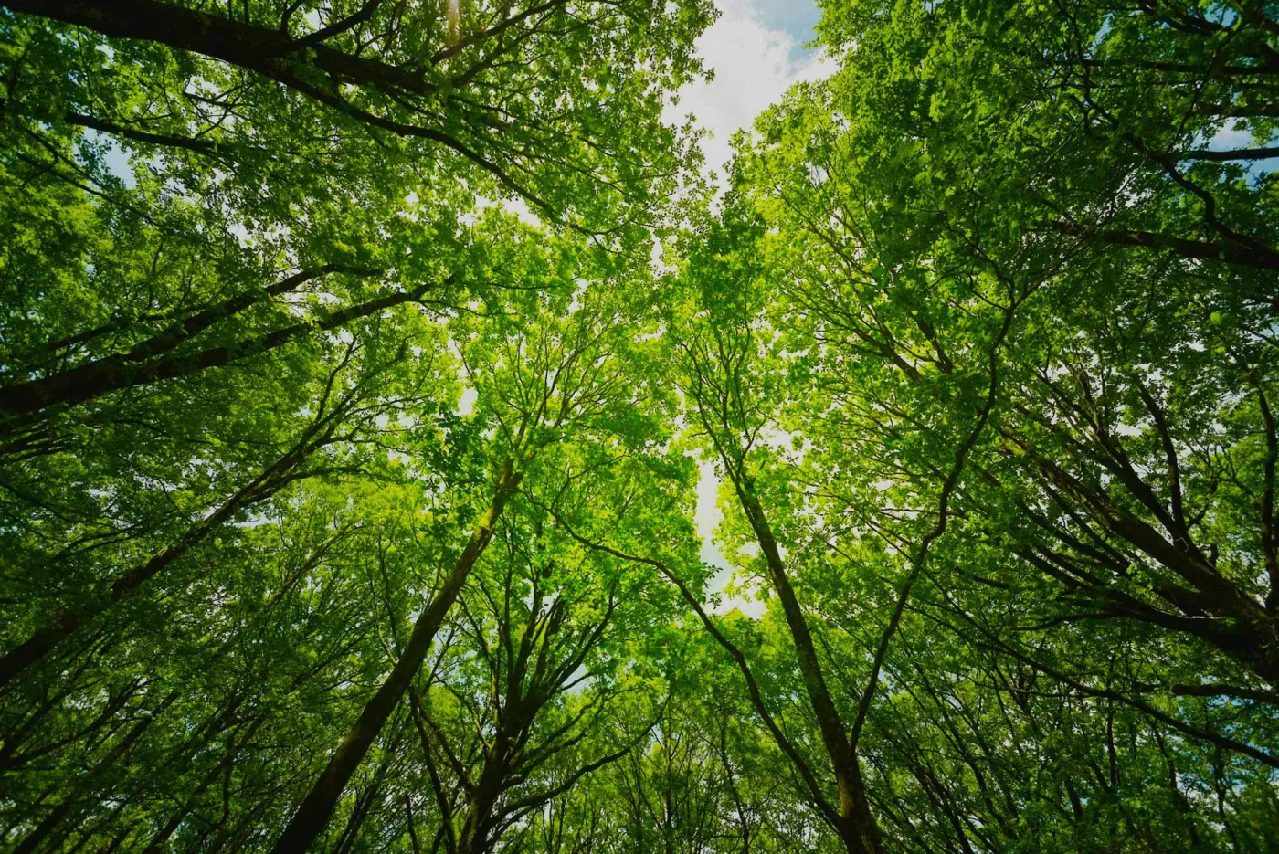 Cime des arbres dans la forêt de Brocéliande