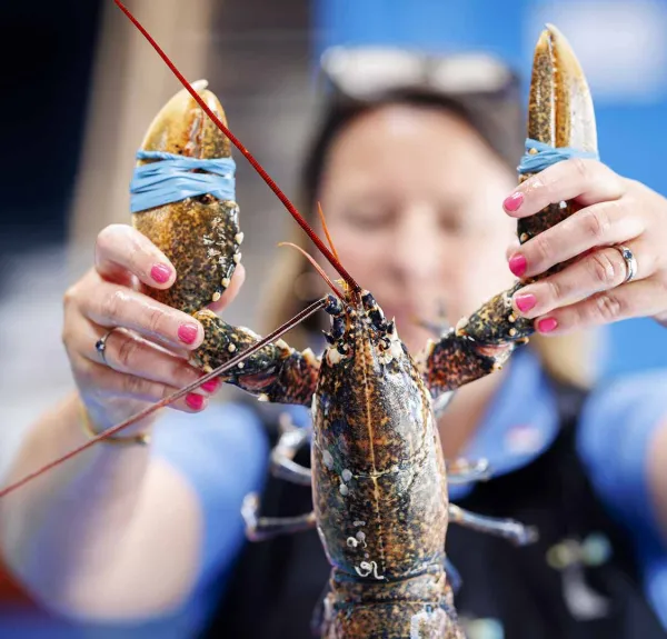 Une employée de marée tient un homard