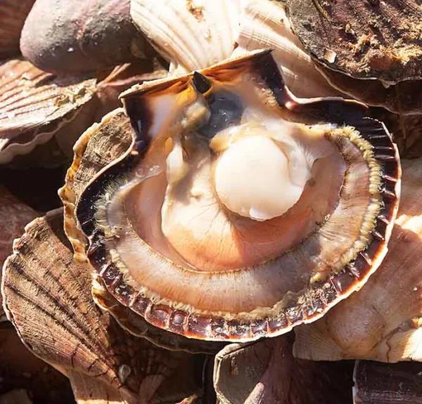 Coquilles Saint-Jacques ouvertes