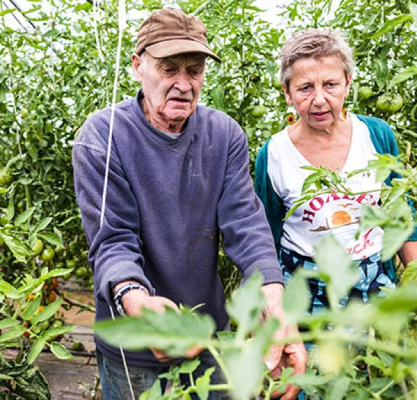 Deux agriculteurs dans leur serre