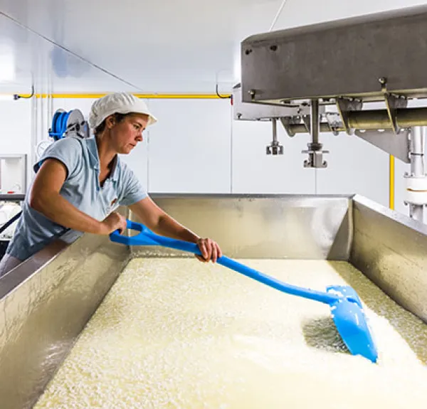 Transformation de lait en fromage