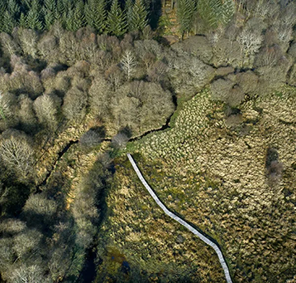 Chemin piétonnier à travers les Landes de Magoar Penvern à Glomel (22)
