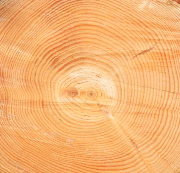 Stries dans un tronc d'arbre