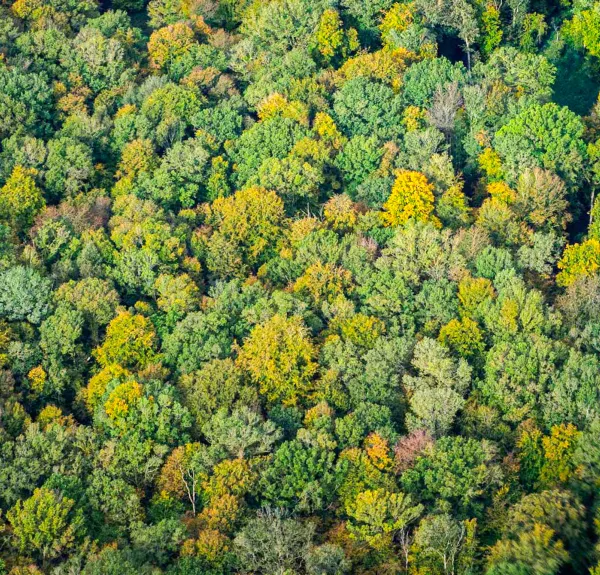 Forêt vue d'en haut