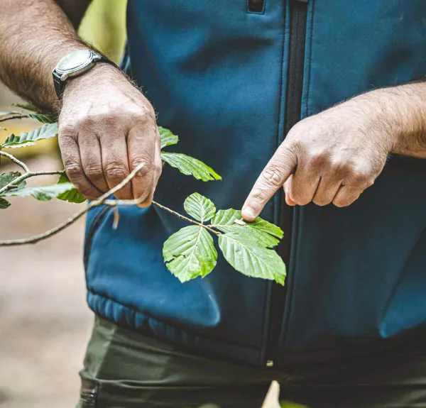 Gros plan sur les mains d'un technicien forestiers qui montrent des feuilles