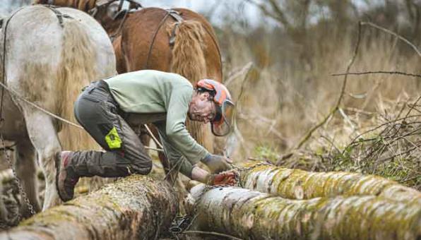 Ouvrier forestier attachant des troncs coupés