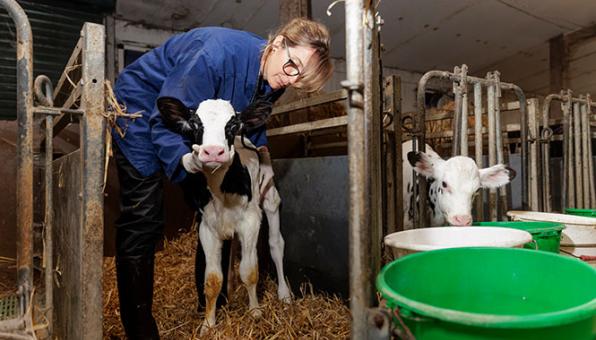 Kristell Autret, vétérinaire à la clinique vétérinaire des Ajoncs à Pleyben dans le Finistère, en intervention chez un agriculteur.