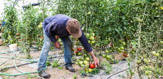 Un paysan dans sa serre de tomates