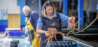 Une employée de marée sort des crabes d'un panier