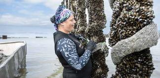 Une mytilicultrice installe des moules sur un bouchot