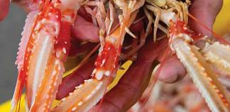 Des mains sortent des langoustines d'un bac