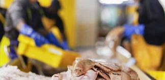 Des personnes regardent des caisses de possions
