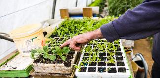 Une personne s'occupe de ses plantes dans sa serre
